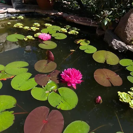 Mit Moselblick Διαμέρισμα *