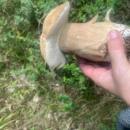 Διαμέρισμα Mit Moselblick *