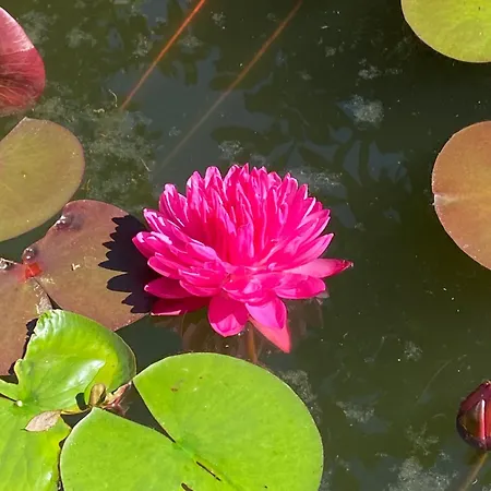 Mit Moselblick * Klotten