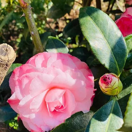 Mit Moselblick Klotten