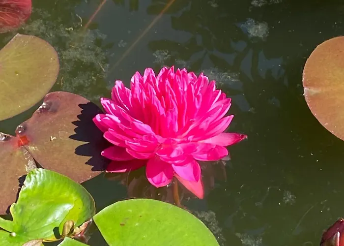 Mit Moselblick * קלוטן