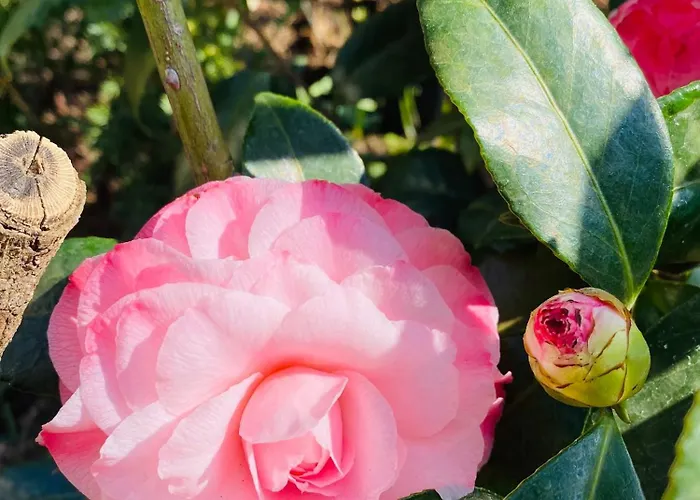 Mit Moselblick 클로텐